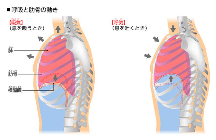 腹式呼吸の詳細