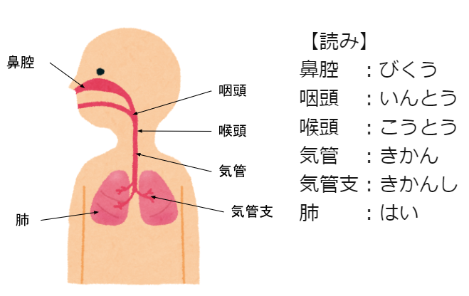 医学的な気道の説明図