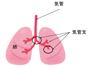 気管支周辺の説明図